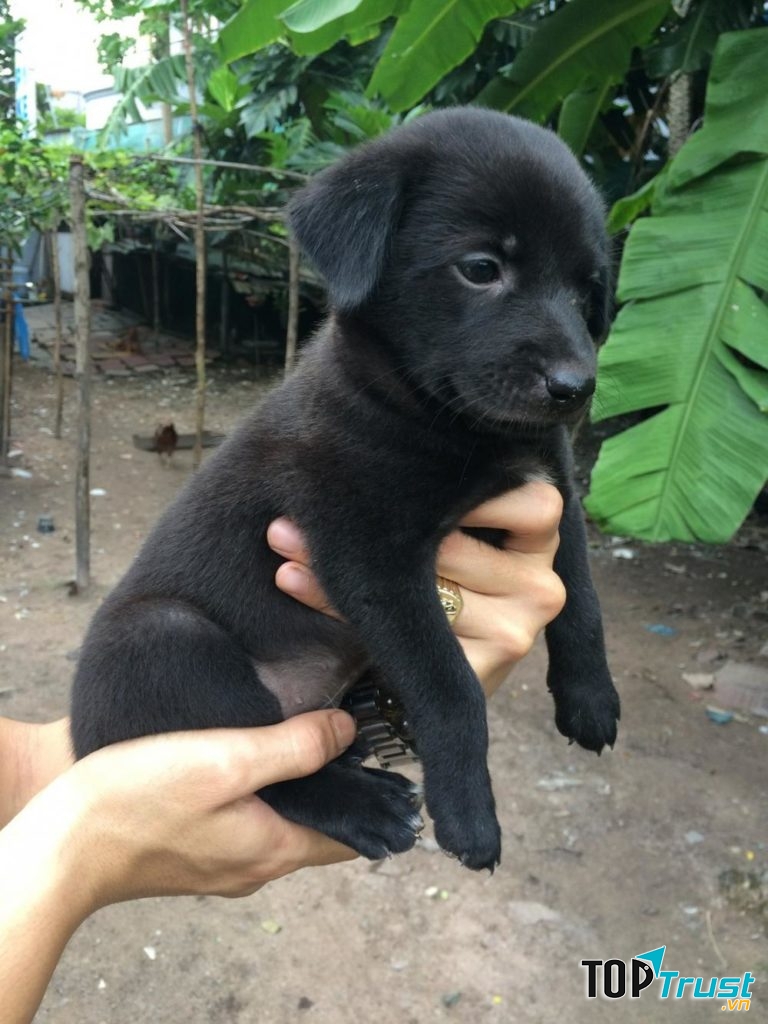 Toàn thân Mực đen như hắc ín