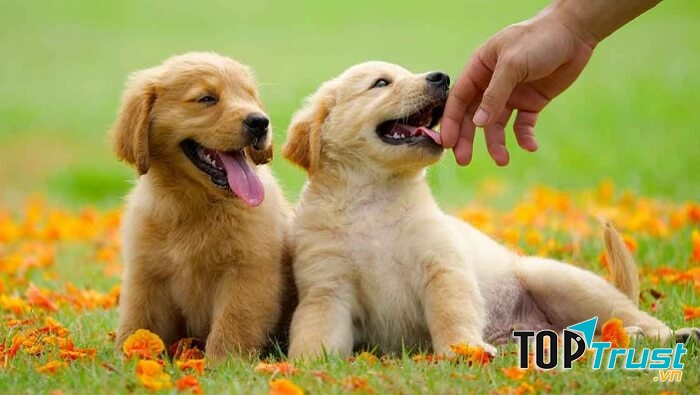 Bộ lông của Lucky dài và óng mượt, mỗi lần chạy là nhúm lông lại rung rinh rung rinh