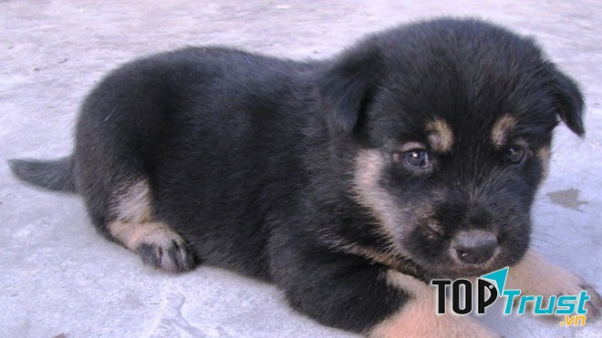 Mực khôn ngoan và lanh lợi nên cả nhà em ai cũng quý nó