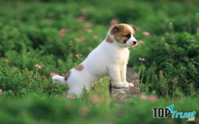 Giôn có bộ lông trắng dài mượt và điểm những cụm lông màu vàng sậm