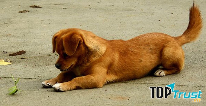 Hai cái tai nhỏ nhỏ xinh xinh