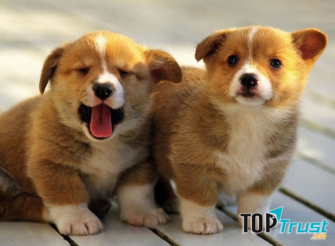 Milu có bộ lông dày mượt màu vàng nhạt