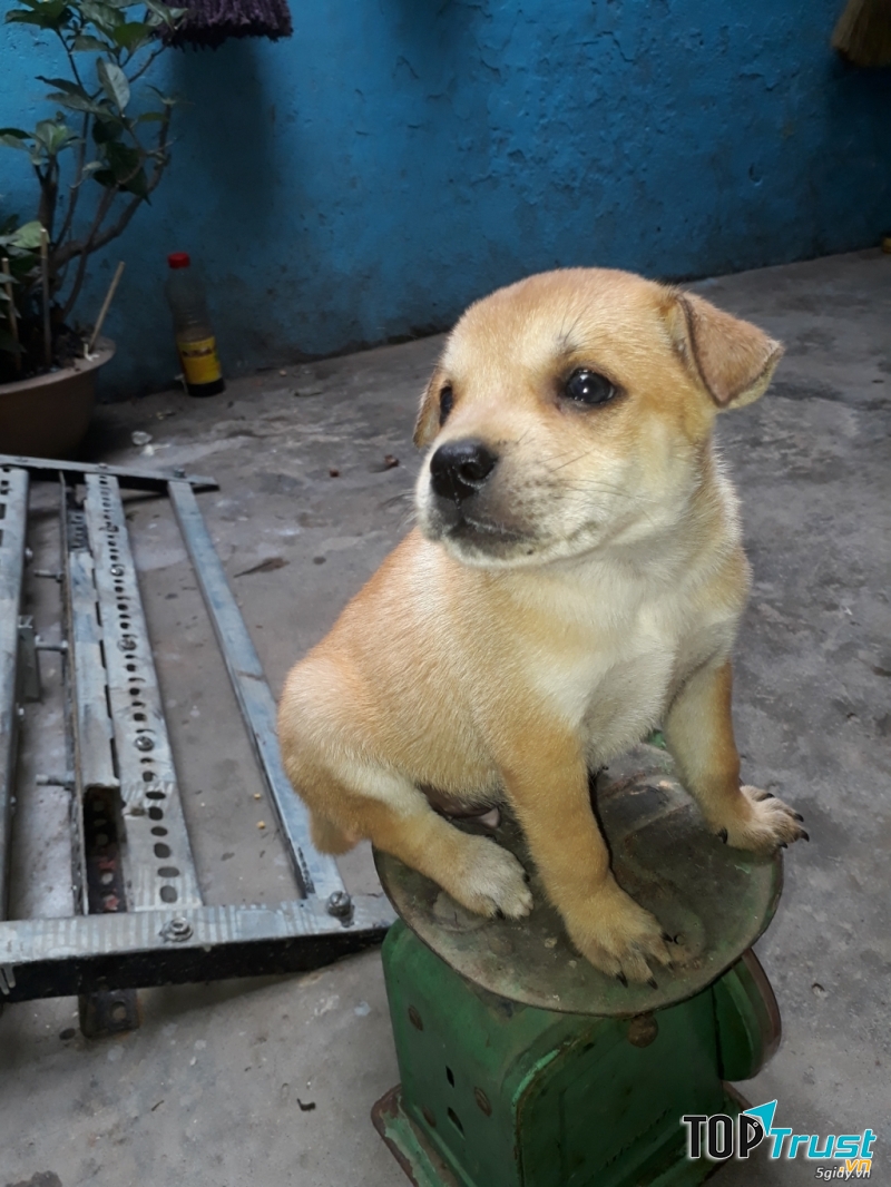 Milu khôn ngoan và trung thành