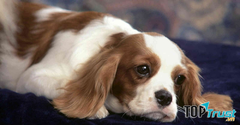 Đây là chú chó lai cao to, lông vàng điểm trắng.