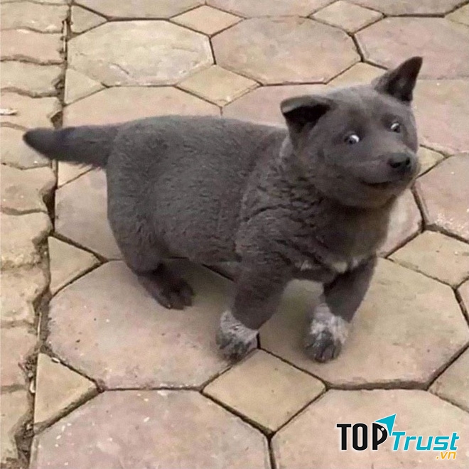 Em rất yêu quý chú chó Đô Đô của mình