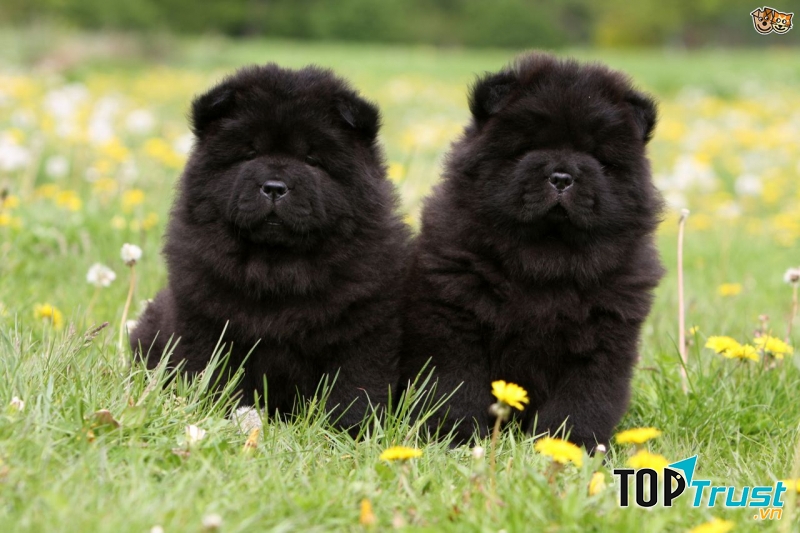 Chú chó có bộ lông màu đen tuyền, óng mượt và dày