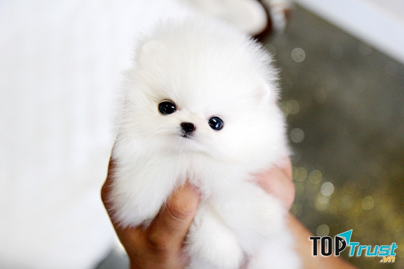 Sumo là một người bạn vô cùng xinh xắn và đáng yêu