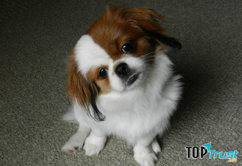 Giôn có vóc dáng nhỏ nhắn