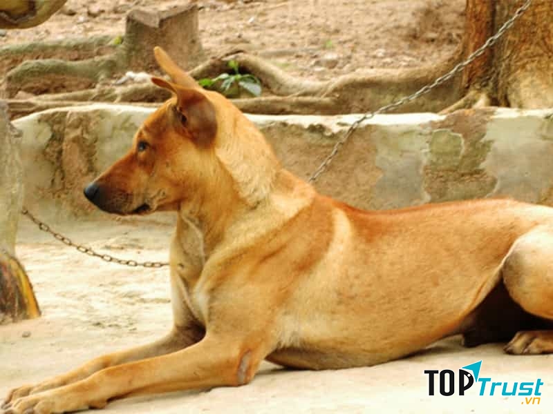 Vàng có một thân hình to cao lực lưỡng, nặng khoảng mười lăm ký