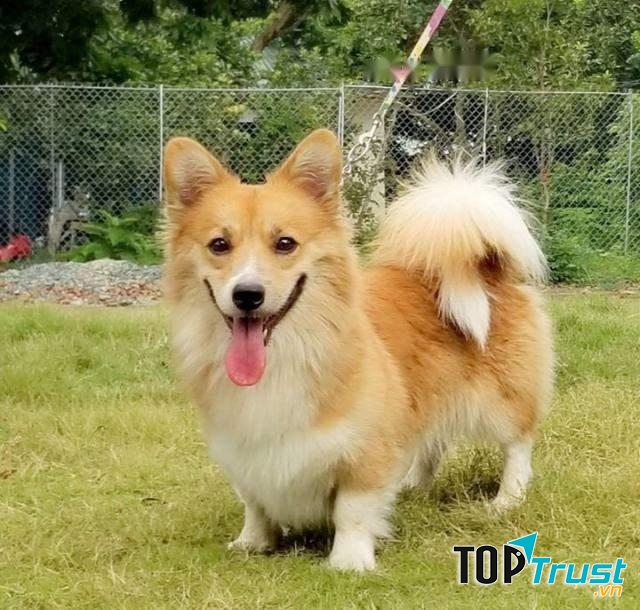 Tai lúc nào cũng vểnh lên nghe ngóng