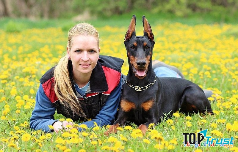 Dobermann - một trong những loài chó cảnh thông minh nhất thế giới