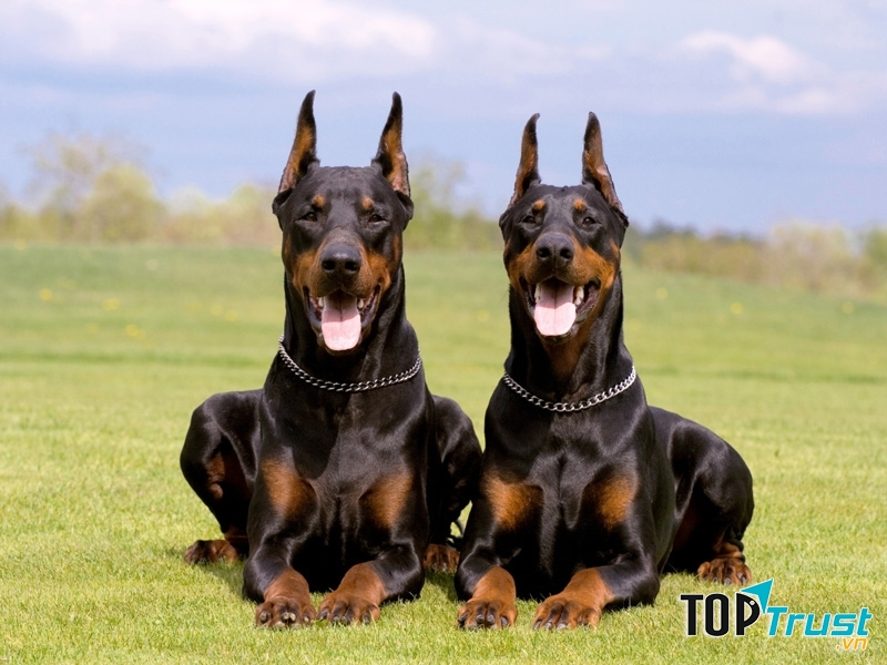 Dobermann - một trong những loài chó cảnh thông minh nhất thế giới