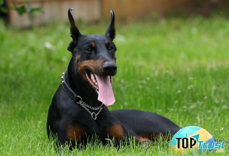 Dobermann Pinscher