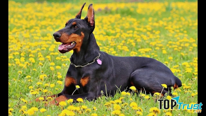 Doberman Pinscher
