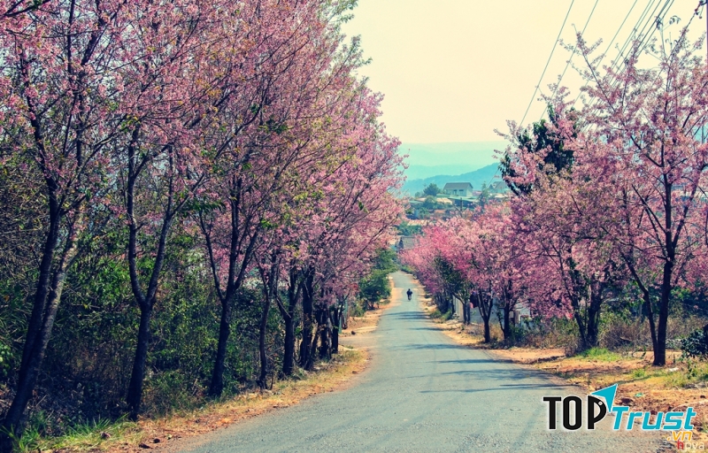 Dốc dã quỳ thơ mộng vô cùng