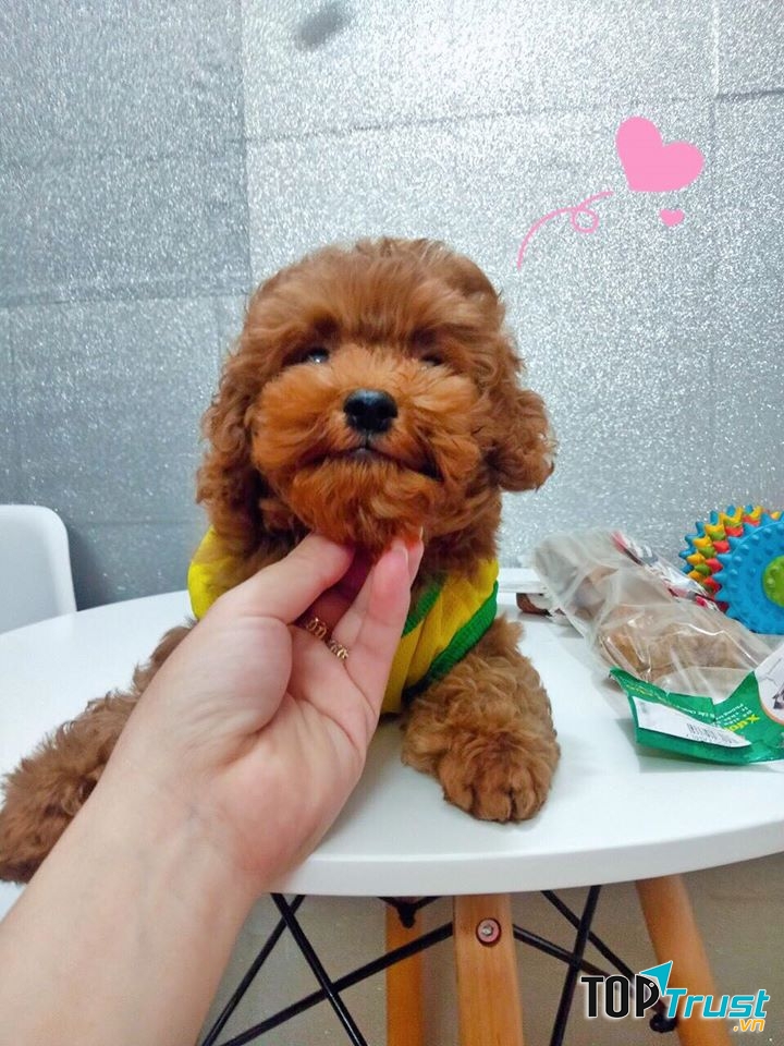 DOG Family - Grooming