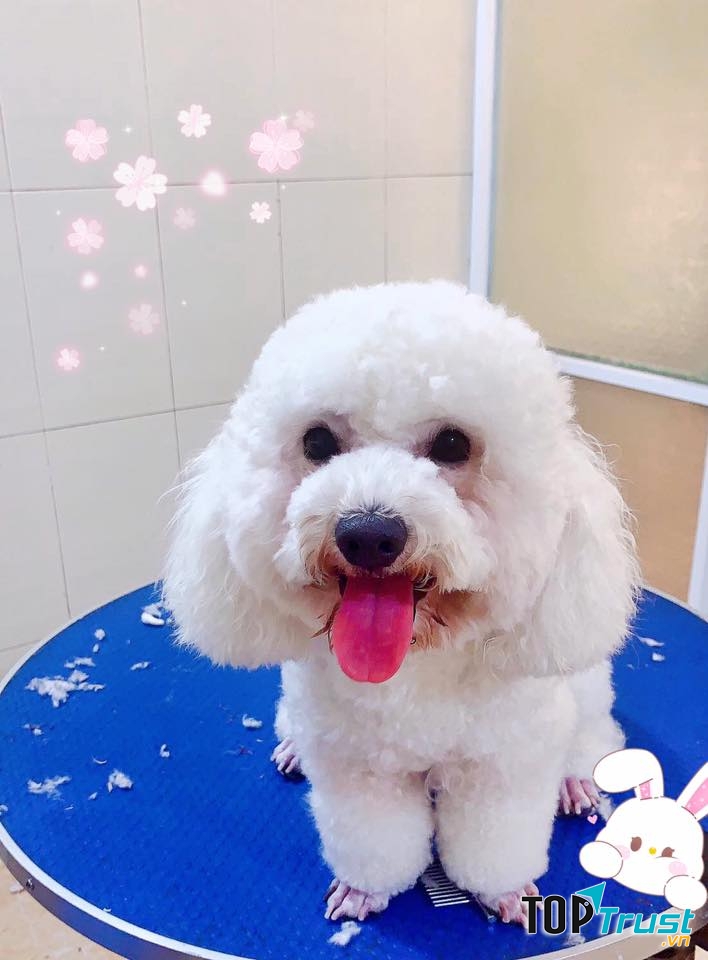 DOG Family - Grooming