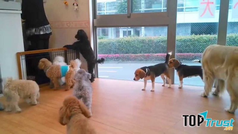 Dog Heart from Aquamarine, Yoyogi-Hachiman