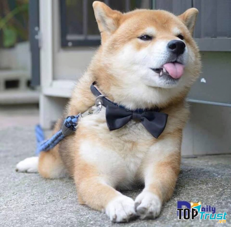 Dogily Petshop - Nhập khẩu, nhân giống, mua bán thú cưng thuần chủng, uy tín