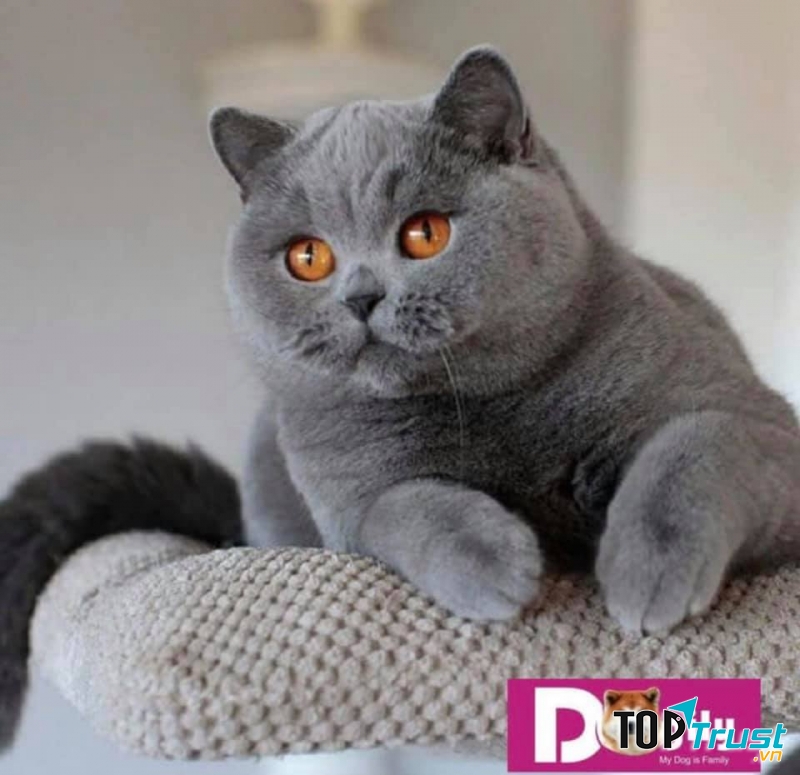 Dogily Petshop - Nhập khẩu, nhân giống, mua bán thú cưng thuần chủng, uy tín