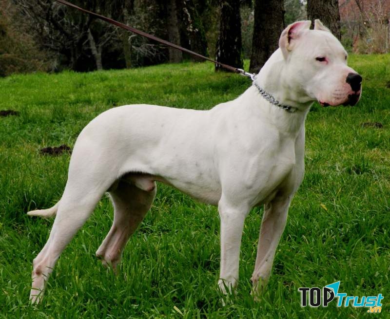 Dogo Argentio có bản năng bẩm sinh để săn lùng, giết heo rừng và sư tử núi một mình.