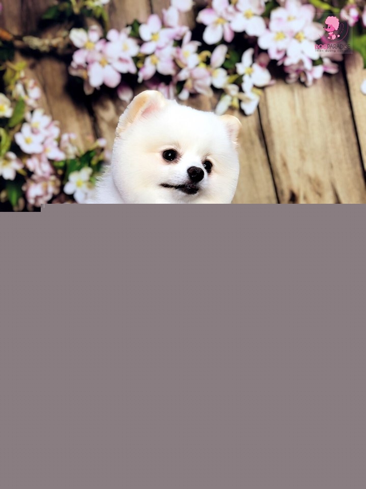 DogParadise.vn