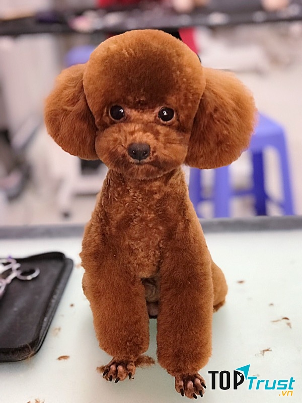 DogParadise.vn
