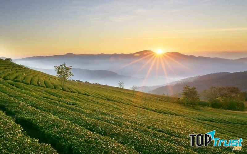 Đón bình minh trên đồi chè xanh ngát, mênh mông