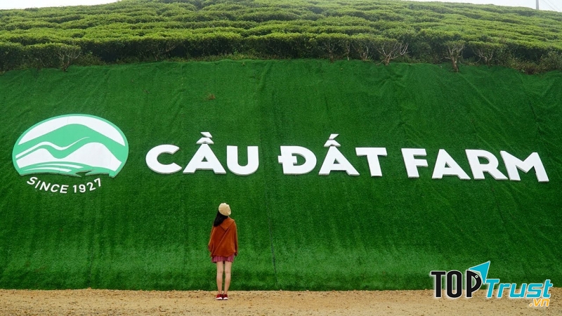 Đồi chè Cầu Đất