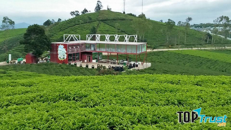 Đồi chè Cầu Đất