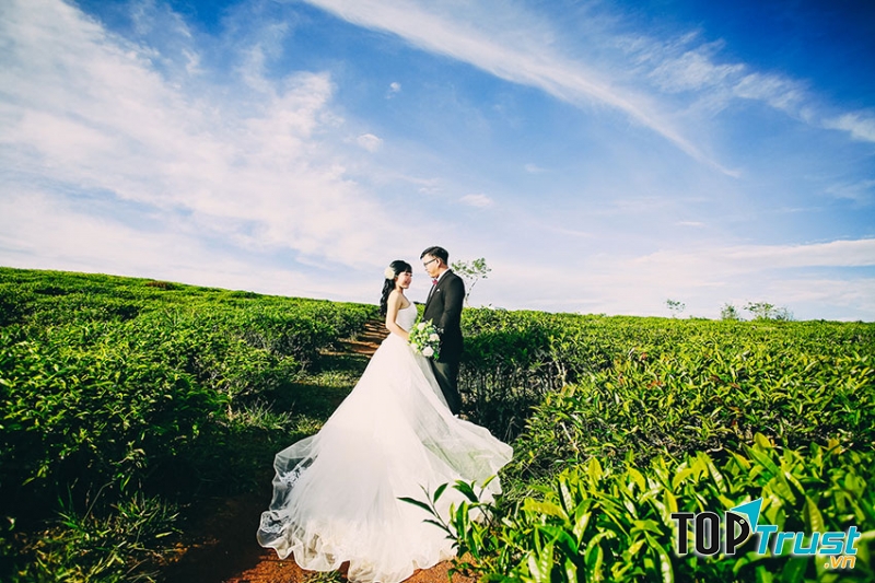 Đồi chè cầu đất