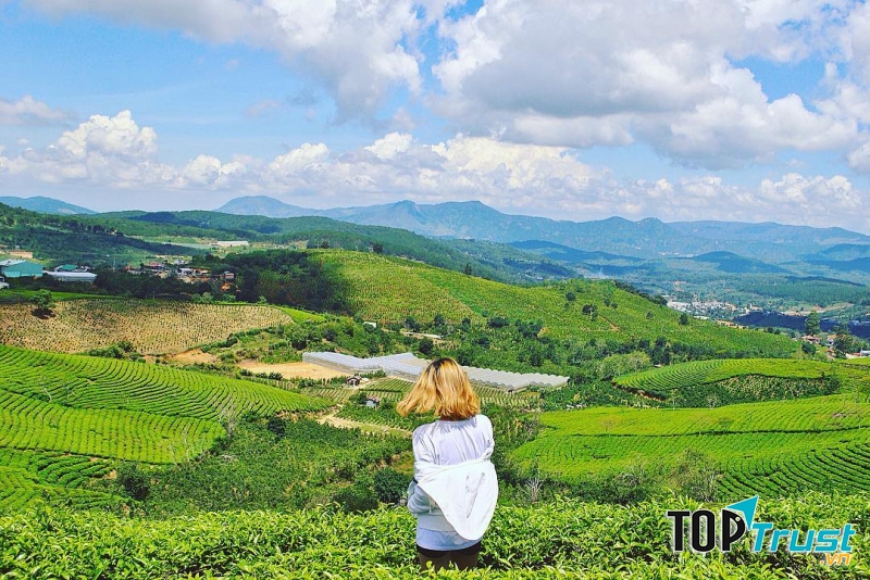 Đồi chè Cầu Đất