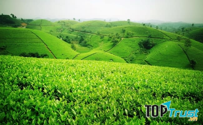 Đồi Chè Đông Giang