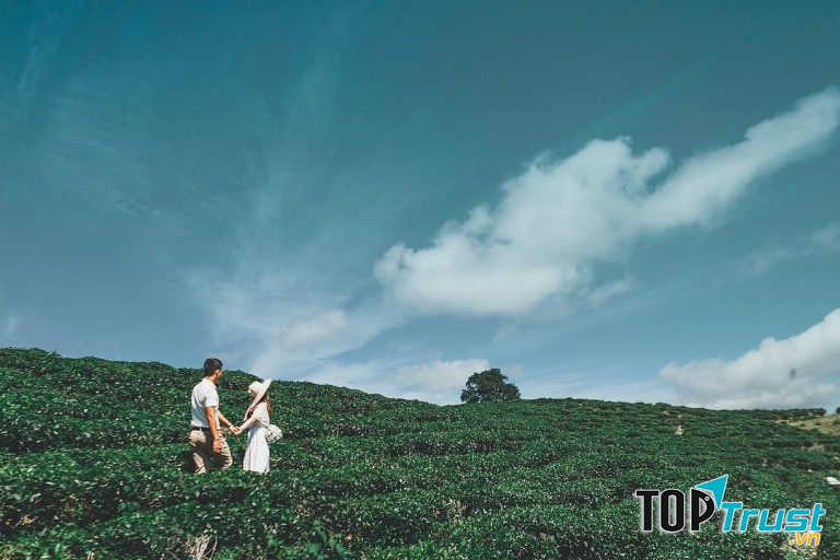 Đồi chè Đông Giang