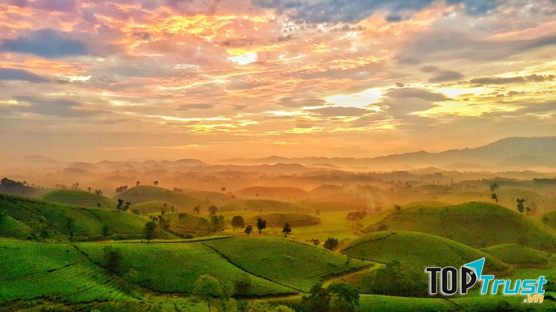 Đồi Chè Long Cốc