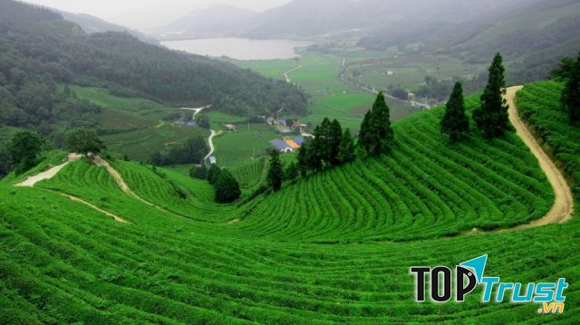 Đồi chè Tâm Châu