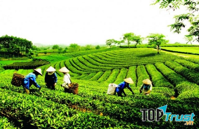 Đồi chè Tâm Châu