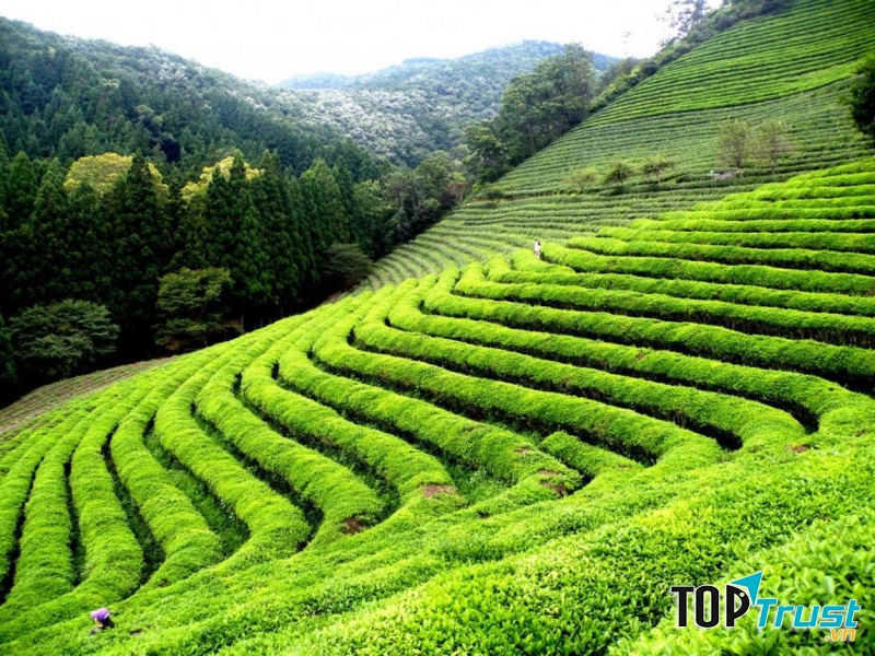 Đồi chè Tân Cương