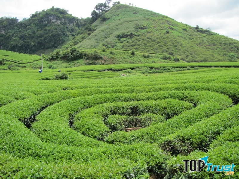 Đồi chè Trái Tim
