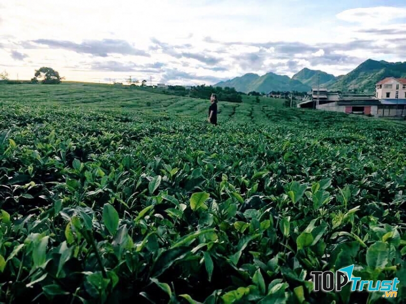 Đồi chè trái tim