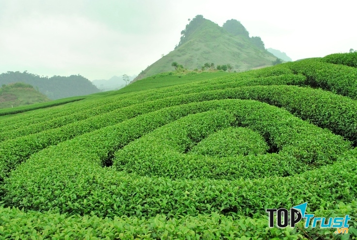 Đồi chè trái tim