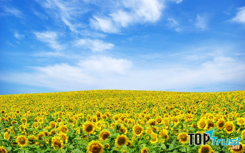 Đồi hoa hướng dương ở huyện Nghĩa Đàn, tỉnh Nghệ An