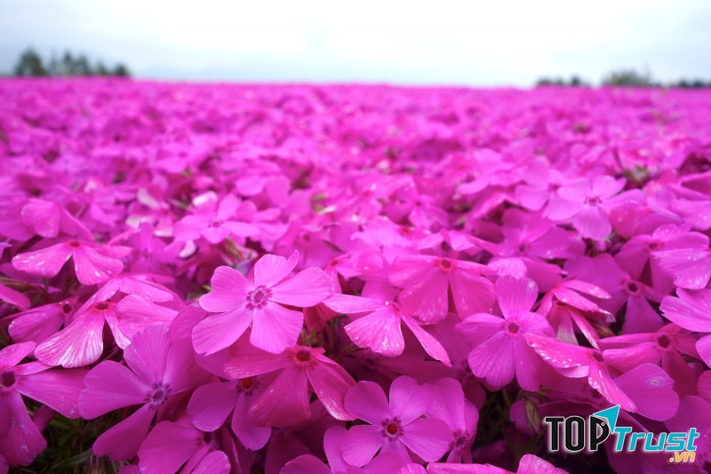 Đồi hoa Shibazakura ở Nhật Bản