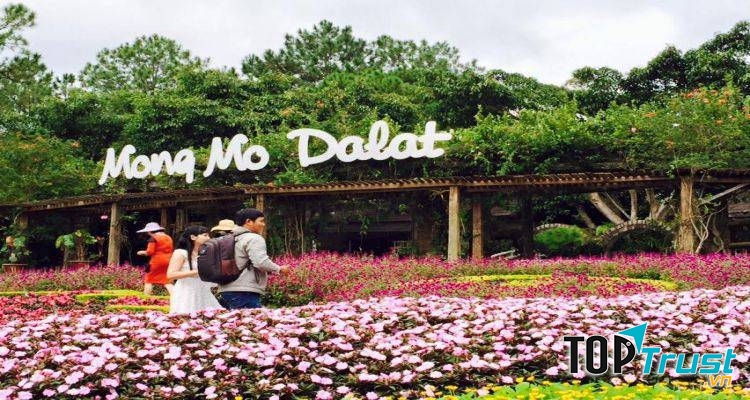 Đồi mộng Mơ thu hút đông khách tham quan