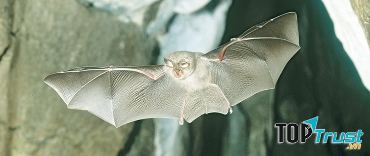 Dơi tai to
