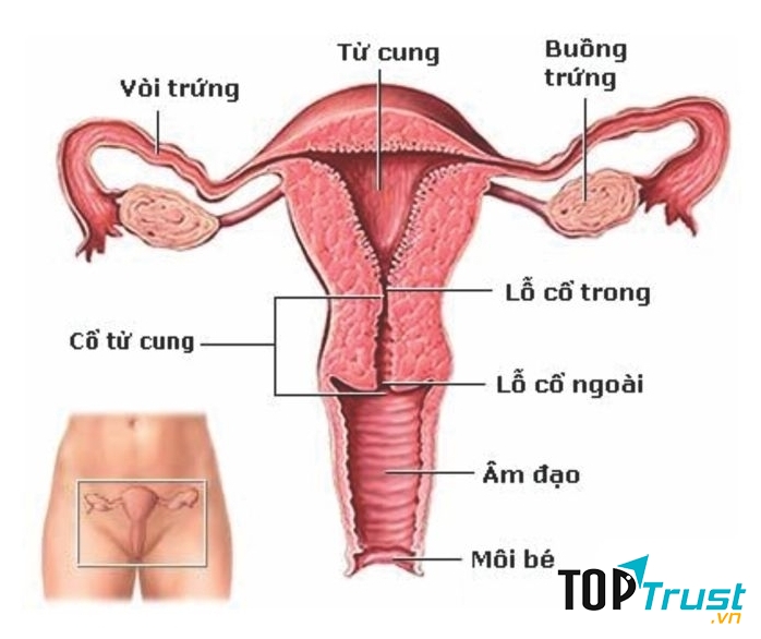 Tử cung có bất thường thì nên thực hiện TTON sớm