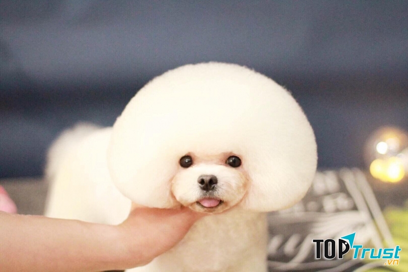 Dolly pet