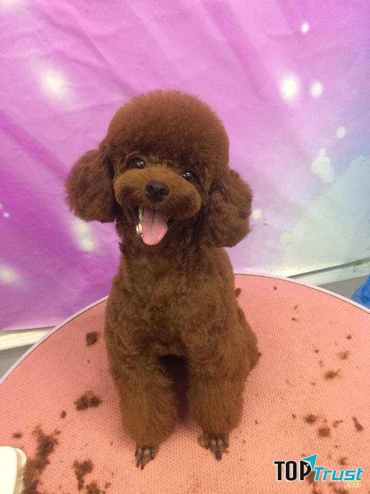Dolly pet