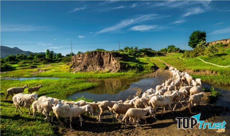 ﻿Đồng cừu An Hòa