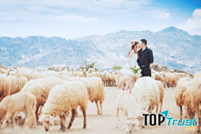 Đồng cừu An Hòa